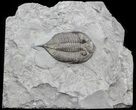 Large, Dalmanites Trilobite - New York #42683-1